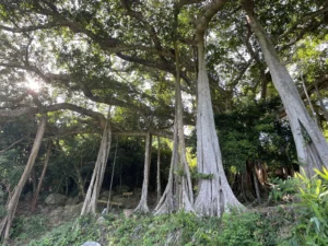 樹齢800年の原生林を通り抜け、千年のガジュマルの木へのトレッキングを開始