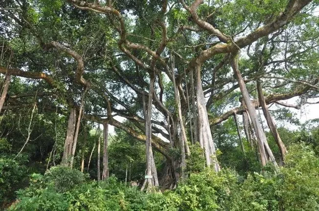 Nửa Ngày Trekking Cây Đa Ngàn Năm Sơn Trà Giữa Rừng Già Cho Người Mới